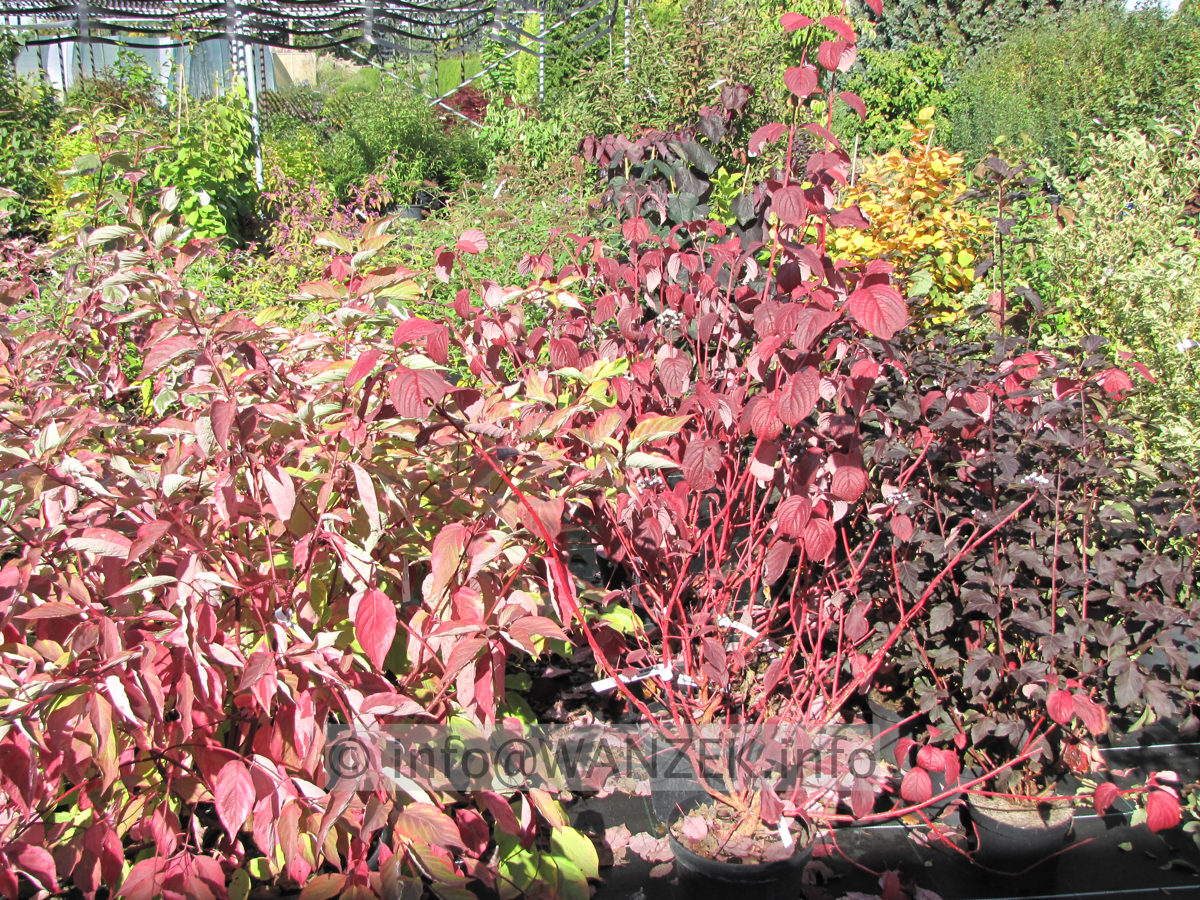 Cornus alba Sibirica - Herbstfaerbung.JPG